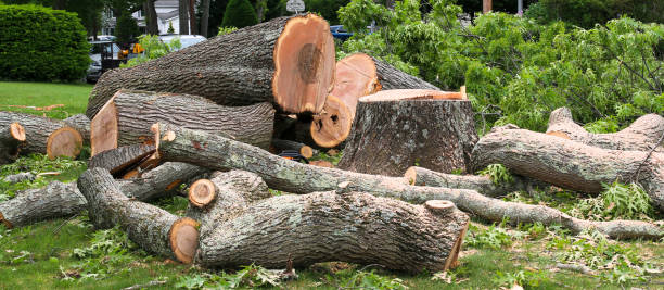 Best Firewood Processing and Delivery  in Orida City, FL